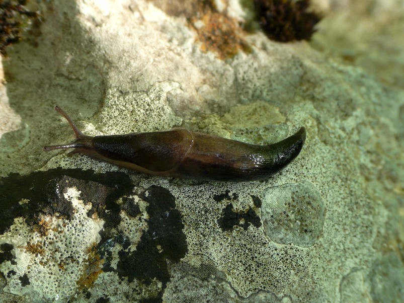 Limax sconosciuta del Gargano (FG)